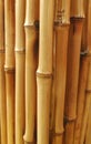 Japanese bamboo background