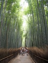 Japanese bamboo forest