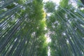 Japanese Bamboo Forest. Tall trees at Arashiyama in travel holidays vacation trip outdoors in Kyoto, Japan. Tall trees in natural