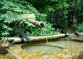 Japanese Bamboo Fountain