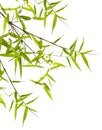 Japanese bamboo leaves