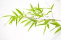 Japanese bamboo leaves