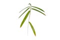 Japanese bamboo leaves isolated on white. Transparent png additional format Royalty Free Stock Photo