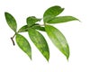 Japanese bamboo plant leaves isolated on white background, clipping path included. Royalty Free Stock Photo