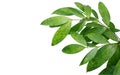 Japanese bamboo plant leaves isolated on white background, clipping path included. Royalty Free Stock Photo