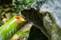 A Japanese Bamboo Water Fountain Shishi-Odoshi in Zen Garden close up Royalty Free Stock Photo