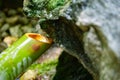 A Japanese Bamboo Water Fountain Shishi-Odoshi in Zen Garden close up Royalty Free Stock Photo