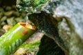 A Japanese Bamboo Water Fountain Shishi-Odoshi in Zen Garden close up Royalty Free Stock Photo