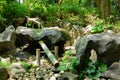 A Japanese Bamboo Water Fountain Shishi-Odoshi in Zen Garden Royalty Free Stock Photo