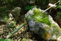 A Japanese Bamboo Water Fountain Shishi-Odoshi in Zen Garden Royalty Free Stock Photo