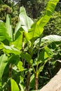 Japanese bannana plant Royalty Free Stock Photo