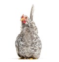 Japanese bantam or Chabo, true bantam breed