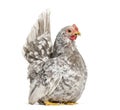 Japanese bantam or Chabo, true bantam breed