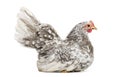 Japanese bantam or Chabo, true bantam breed