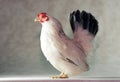 Japanese Bantam chicken