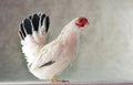 Japanese Bantam chicken