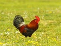 Japanese bantam, Royalty Free Stock Photo