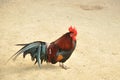 Japanese bantam, Royalty Free Stock Photo