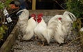 Japanese bantam cockerels. Royalty Free Stock Photo