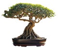 Japanese banyan tree bonsai. AI-generated