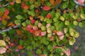 Japanese barberry ( Berberis thunbergii ) autumn leaves. Berberidaceae deciduous shrub.