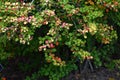 Japanese barberry ( Berberis thunbergii ) autumn leaves. Berberidaceae deciduous shrub.