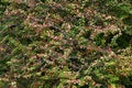 Japanese barberry ( Berberis thunbergii ) autumn leaves. Berberidaceae deciduous shrub.