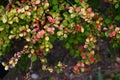 Japanese barberry ( Berberis thunbergii ) autumn leaves. Berberidaceae deciduous shrub.