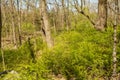 Japanese Barberry - Berberis thunbergii