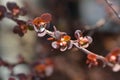 Japanese barberry Harlequin