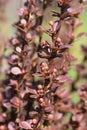 Japanese barberry Helmond Pillar Royalty Free Stock Photo