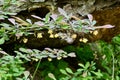 Japanese Barberry Shrub