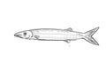 Japanese barracuda Sphyraena japonica Hawaii Fish Cartoon Drawing Halftone Black and White Royalty Free Stock Photo