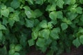 Japanese basil cultivation Royalty Free Stock Photo