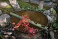 Japanese Basin, a tsukubai with green bamboo a branch of red maple leaves in Japanese Temple, at Enkoji Temple in Kyoto, Japan Royalty Free Stock Photo