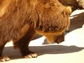 Japanese bear closeup