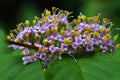 Japanese beautyberry (Callicarpa japonica) flowers.