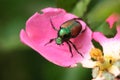 Japanese Beetle Royalty Free Stock Photo