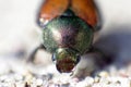 Japanese Beetle Royalty Free Stock Photo