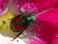 Japanese Beetle