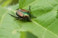 Japanese Beetle Royalty Free Stock Photo