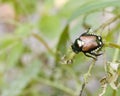 Japanese Beetle Royalty Free Stock Photo