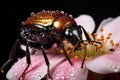 japanese beetle chewing on a rose petal Royalty Free Stock Photo