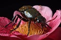 japanese beetle chewing on a rose petal Royalty Free Stock Photo