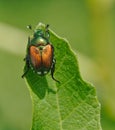 Japanese Beetle