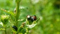 The Japanese beetle is a common species of beetle.