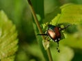 Japanese beetle defecating Royalty Free Stock Photo