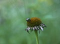 Japanese Beetle Devours a Coneflower Royalty Free Stock Photo