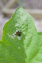 Japanese Beetle Royalty Free Stock Photo