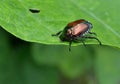 Japanese beetle eating a leaf Royalty Free Stock Photo